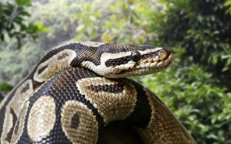 Mulher é encontrada morta dentro de cobra píton