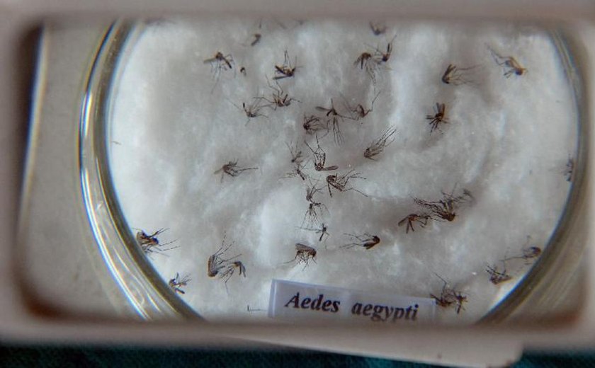 Nova vacina contra a dengue chega ao Brasil na próxima semana
