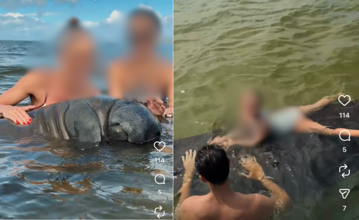 Imagens mostram turistas interagindo com peixe-boi em praia de São Miguel dos Milagres