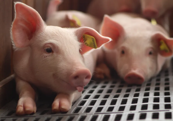 Alagoas vacina mais de 100 mil animais contra peste suína