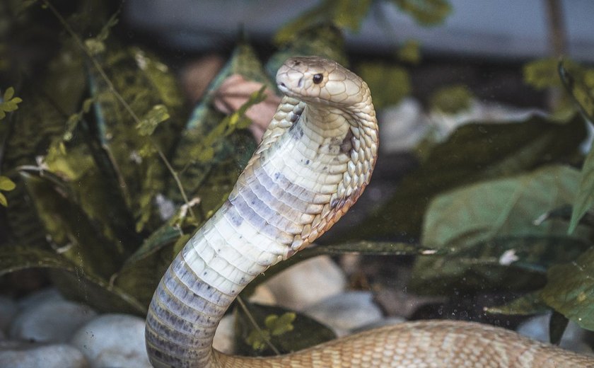 Cobra fala? Pela 1ª vez canto de serpente é registrado no Brasil