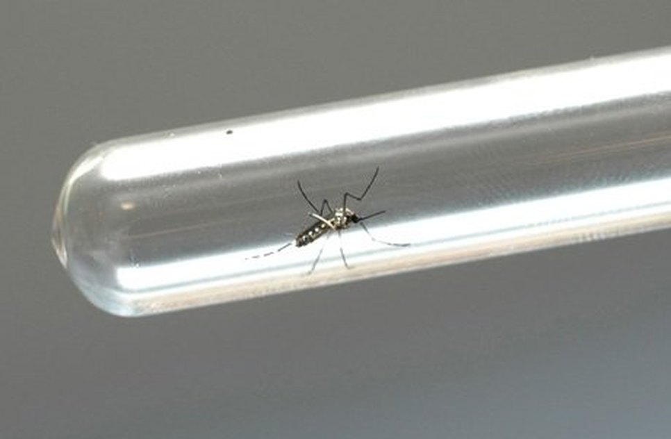 Zika virus
