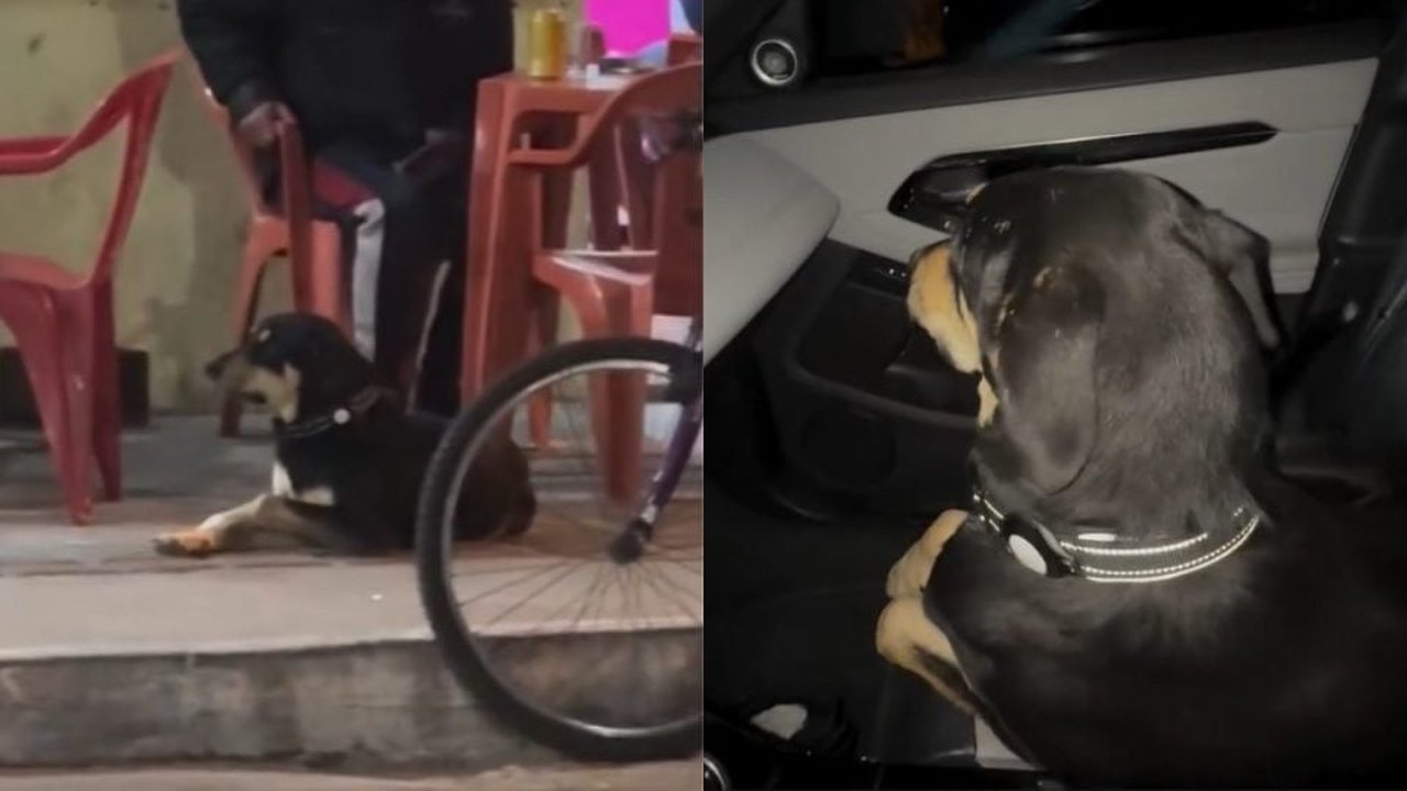 Tutor 'busca' cachorro em bar, e cena viraliza nas redes sociais