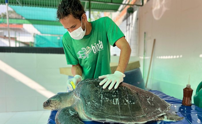 Campanha Encalhou orienta a população sobre como ajudar no desencalhe de animais