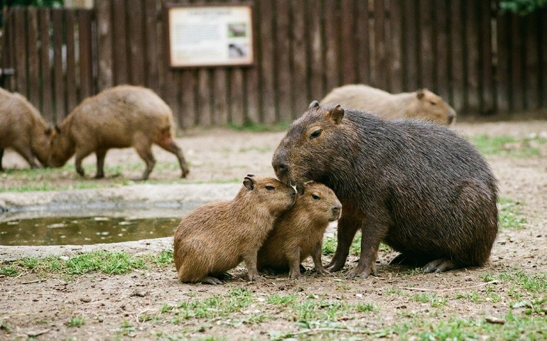 Capivaras mais velhas ajudam nos cuidados com nova geração no Zoológico de Moscou