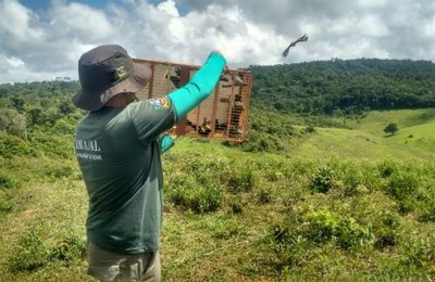 Mais 126 animais silvestres são recuperados e devolvidos à natureza