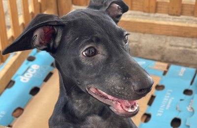 Pets têm a oportunidade de encontrar um lar através da Feira de Adoção, neste domingo (16)