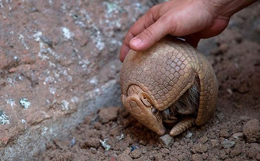 Mascote da Copa do Mundo, tatu-bola está em risco de extinção