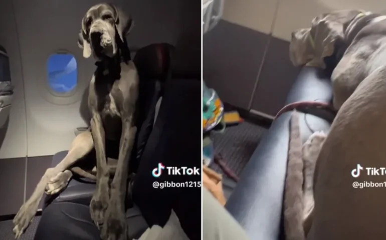 Dogue alemão chama atenção ao viajar para o México