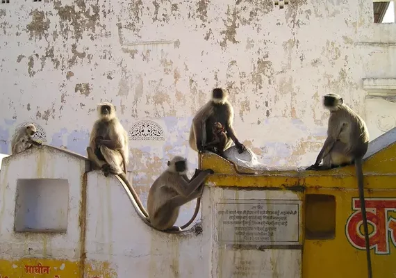 Macacos cercam família e arremessam bebê de 4 meses de prédio