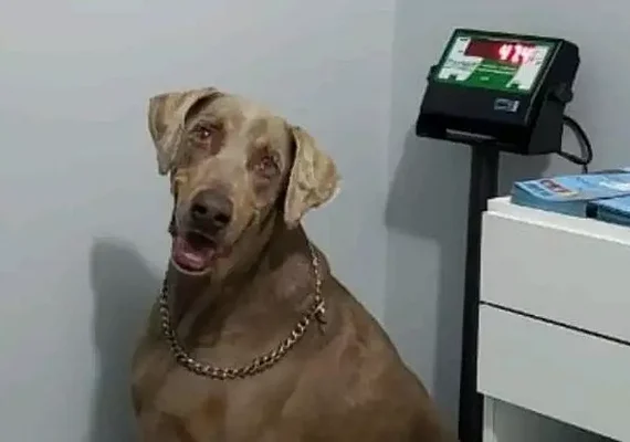 OAB/AL pede que MPAL apure sacrifício de animais sadio