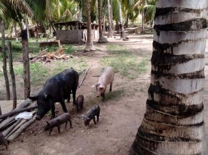 Criadores de suínos de Jequiá da Praia são cadastrados pela Adeal