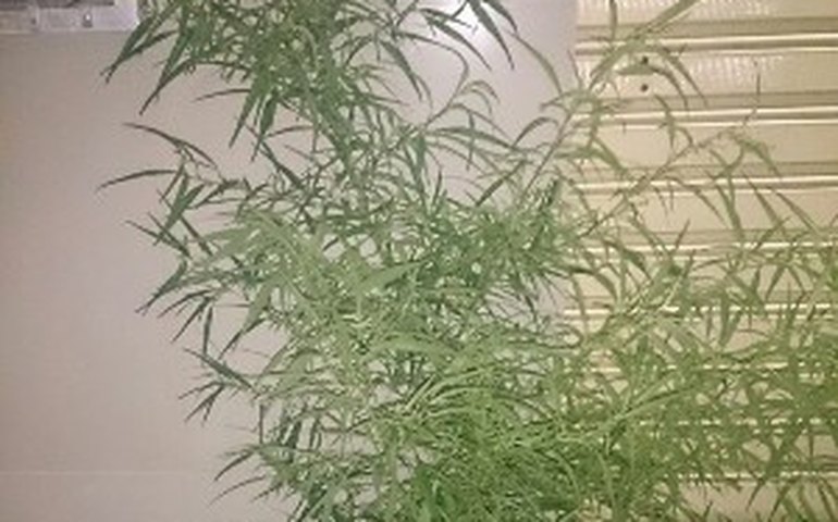 PM flagra plantação de maconha após prender dupla por furto em Arapiraca