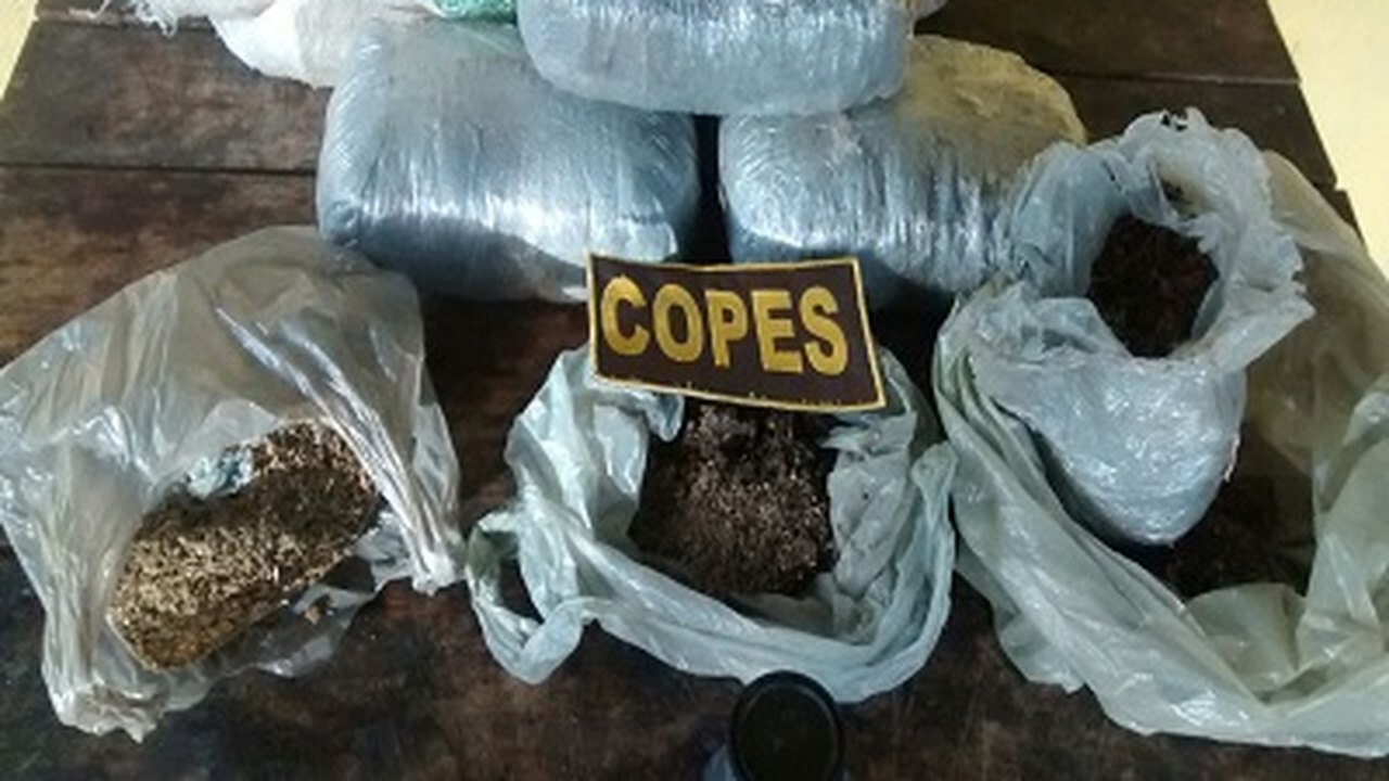 Operação integrada resulta na prisão de 15 pessoas e apreende 10 Kg de maconha em Delmiro Gouveia