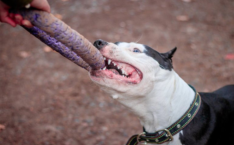 Internações de crianças após mordidas de cachorro sobem 43% em 5 anos; veja cuidados