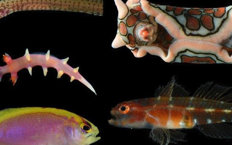 Cientistas identificam 20 novas espécies no Oceano Pacífico