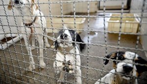 animais-doacao-08092020194017761.jpeg / Foto: R7