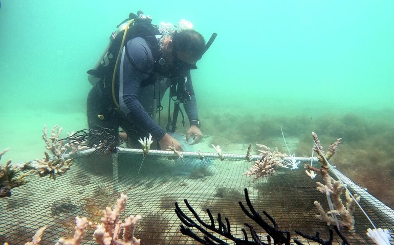 Mergulho recreativo causa danos invisíveis e expõe recifes a impactos crescentes, aponta estudo