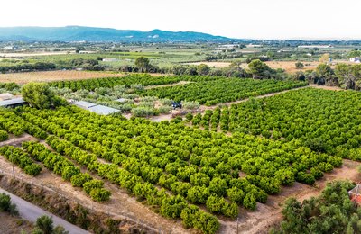 Exportação recorde: rastreabilidade vira passaporte para frutas brasileiras conquistarem espaço no mercado internacional