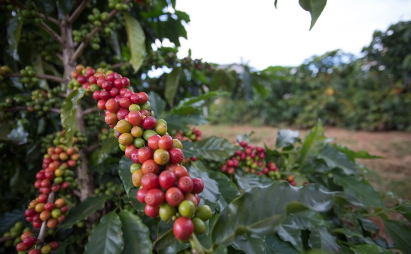 INDICADORES: Preço do café em alta, nesta segunda-feira (28)
