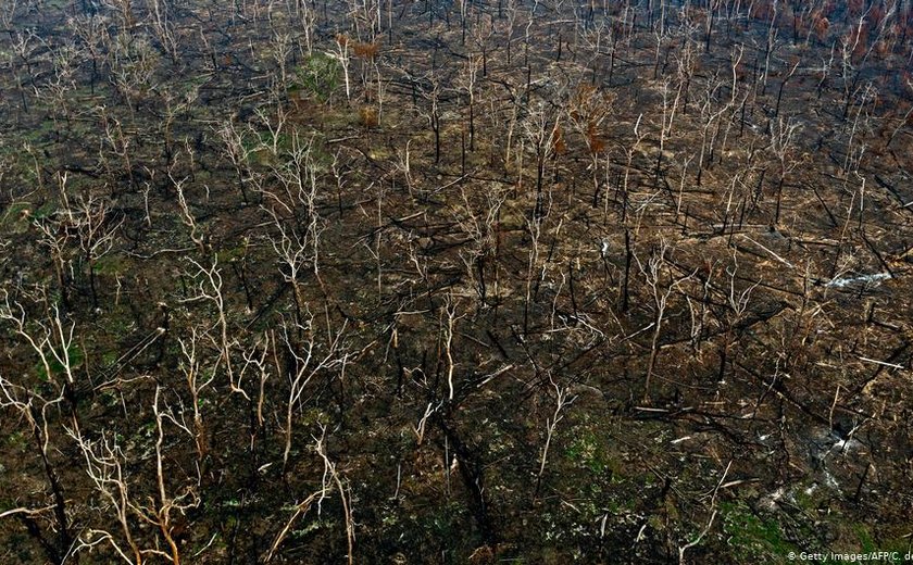 Desmatamento avança, enquanto Brasil enfrenta coronavírus