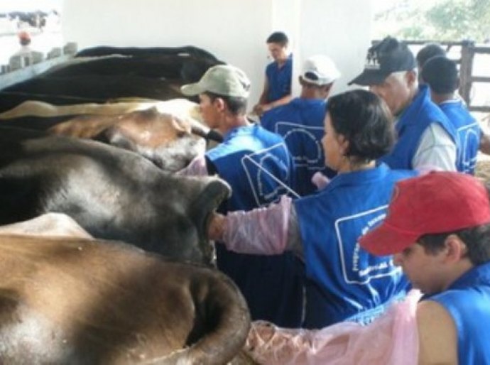 Pequenos produtores participarão de curso de inseminação artificial