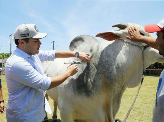 Governador lança 2ª etapa da campanha de vacinação contra febre aftosa