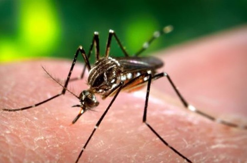 Municípios de AL podem obter recursos para combate a dengue, zika e chikungunha