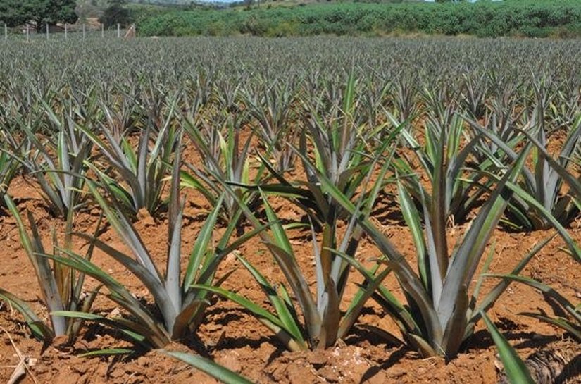 APL Fruticultura no Agreste ganha primeira unidade demonstrativa