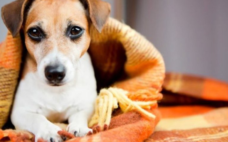 Gabinete da Causa Animal orienta sobre cuidados com pets durante o inverno