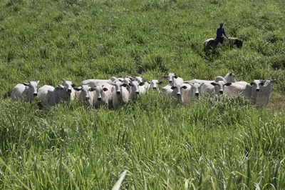 Leilão Varrela oferta genética Nelore neste sábado com 39 lotes