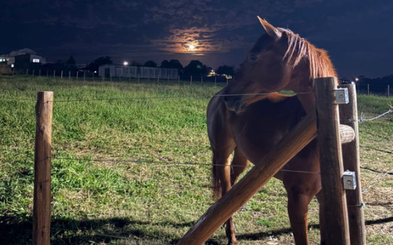 Haras de Arapiraca é pioneiro no atendimento a animais com cuidados e tecnologia