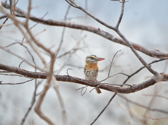 Turismo de Observação de Aves ganha destaque em Paulo Afonso