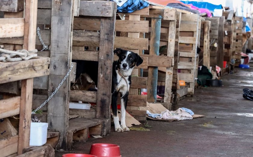 Cidades do RS terão recursos federais para atender animais resgatados