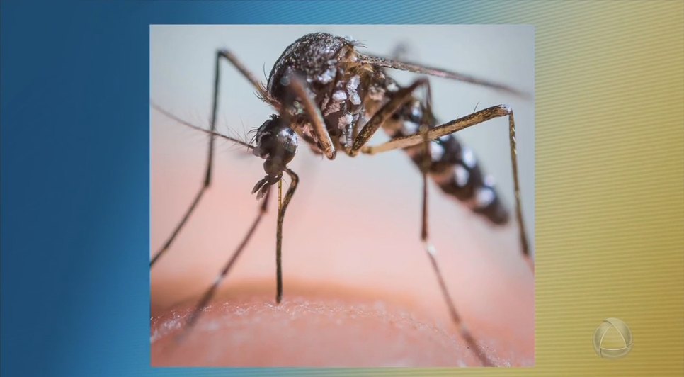 Aracaju consegue baixa nos índices de infestação do Aedes Aegypti 