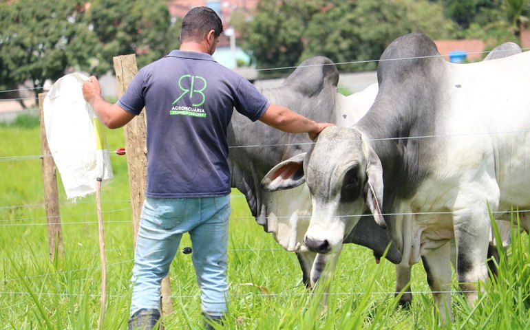 Manejo dócil do Brahman ajuda no desempenho do animal e rendimento da arroba