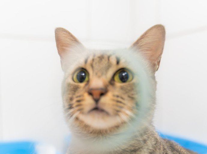 Instituto Caramelo lança campanha contra monopólio pet e alerta para risco de aumento no abandono de animais