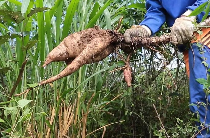 Banco do Nordeste realiza evento para fortalecimento da mandiocultura no Agreste Alagoano