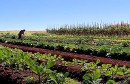 Tecnologias sociais: ferramentas para garantir segurança alimentar