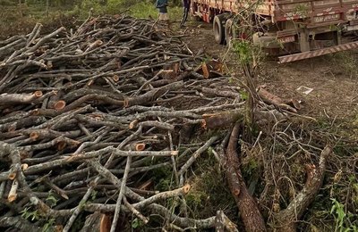 PM flagra desmatamento ilegal em reserva indígena de Delmiro Gouveia