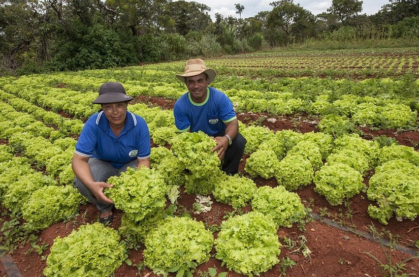 Com PAA, renda de agricultores familiares cresce até 30% e dependência do CadÚnico chega a cair 57%