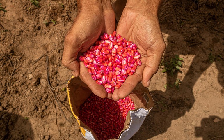 Governo do Estado lança o Planta Alagoas na terça-feira (25)