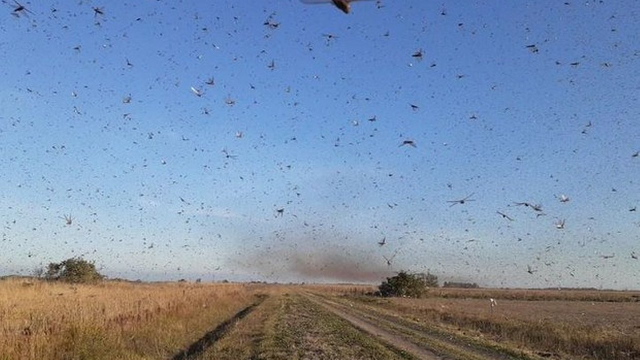 Nuvem de gafanhotos permanece na Argentina e se desloca em baixa velocidade
