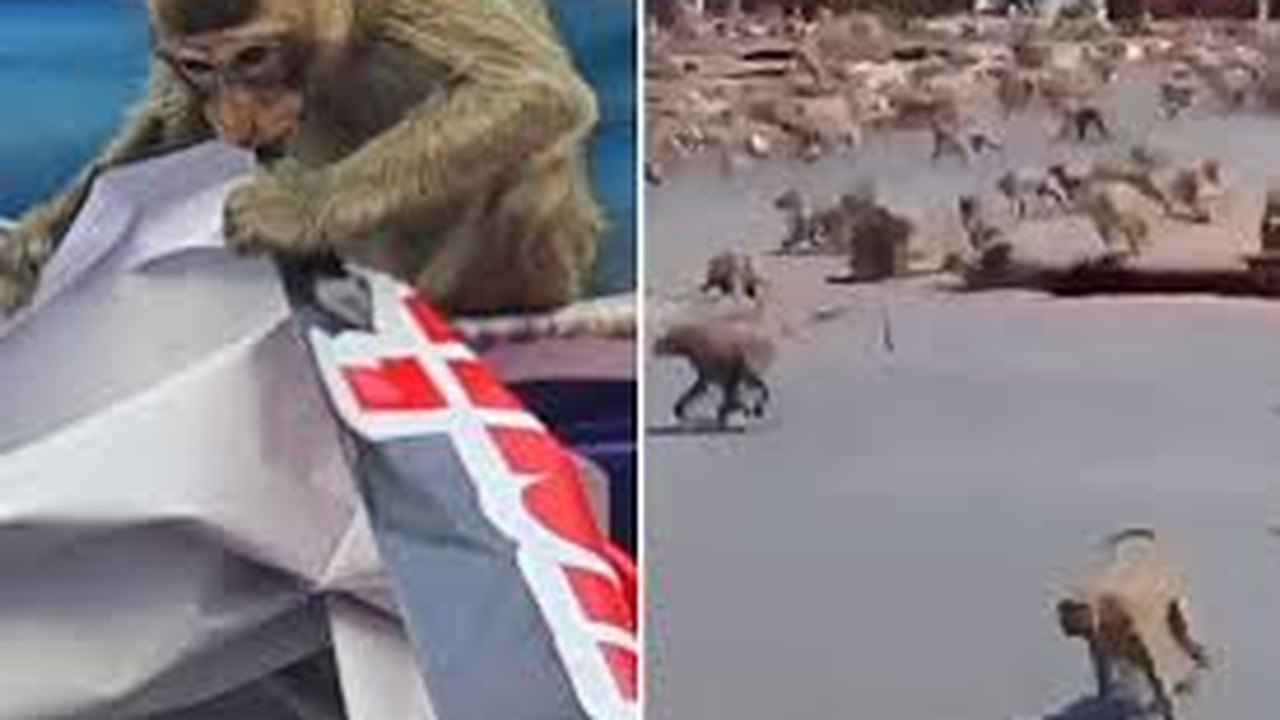 Cidade ocupada por 'exército' de macacos saqueadores na Tailândia lança ofensiva para capturá-los