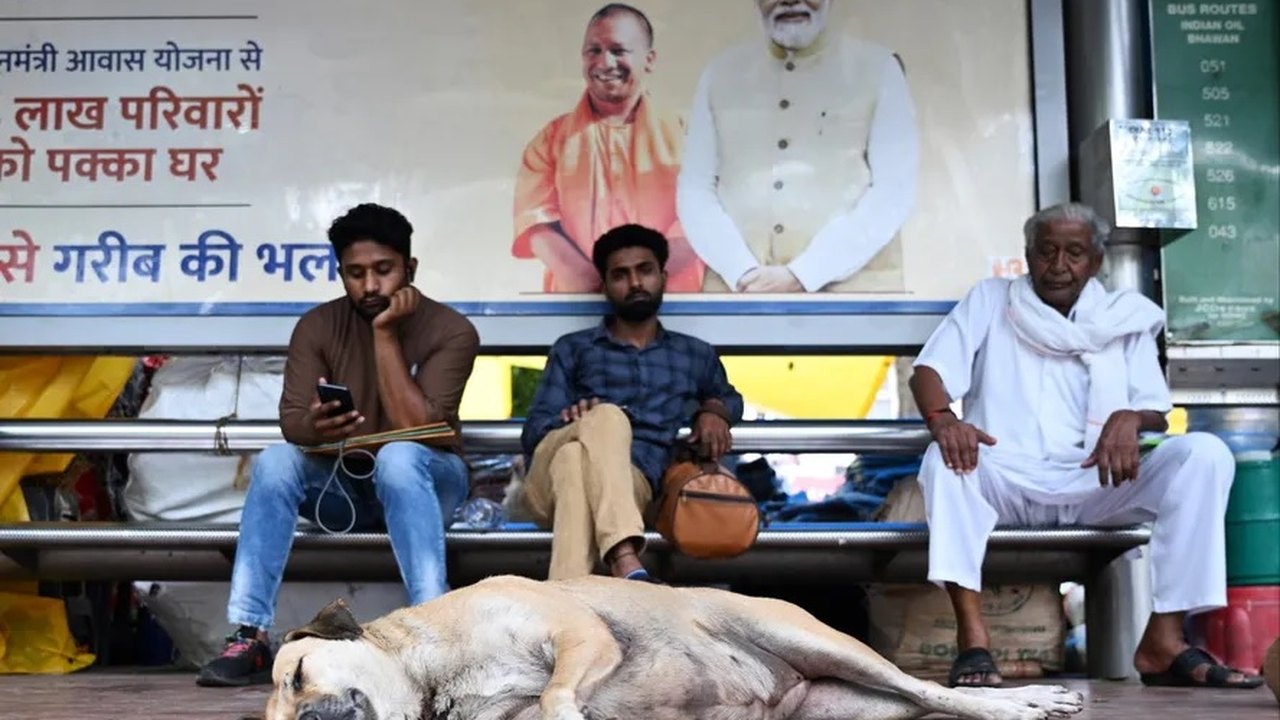Nova Délhi retira cães das ruas pelo G20; com 17 milhões de mordidas, 20 mil indianos morrem de raiva por ano