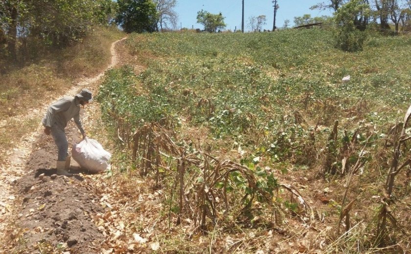 Garantia Safra minimiza efeitos da seca na renda de agricultores da Fetag/AL