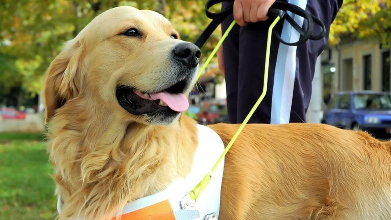 O papel silencioso dos animais que apoiam a saúde humana