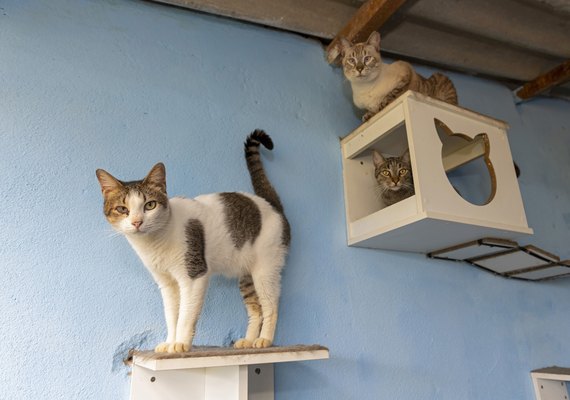 Programa completa 4 anos com mais de 8 mil animais atendidos