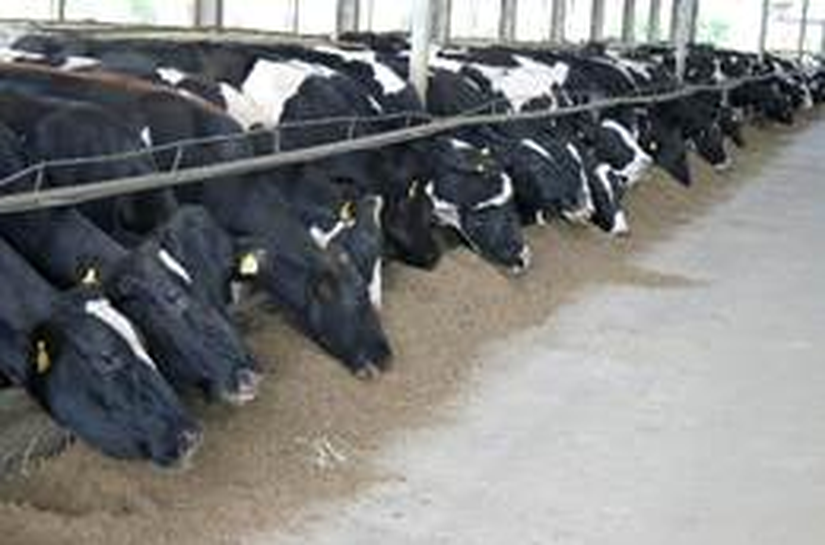 Brasil segue tendência global e avança na valorização de produtos naturais, como leveduras, na alimentação animal