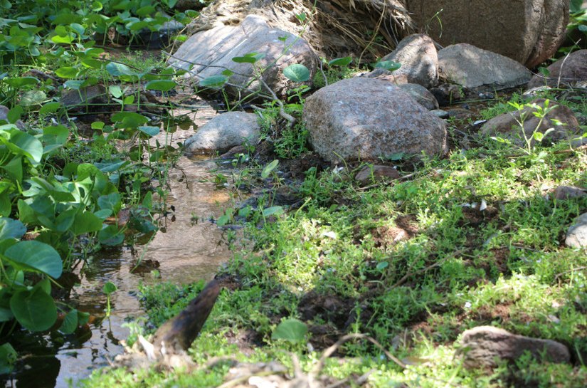 FPI descobre despejo de esgoto em Parque ecológico em Piranhas